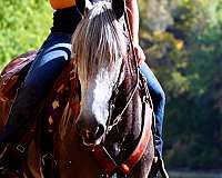 15-hand-percheron-pony