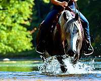 flashy-percheron-pony