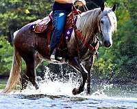 family-percheron-pony