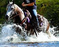 trail-percheron-pony