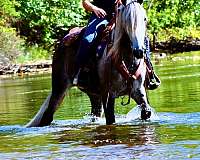 husband-safe-percheron-pony