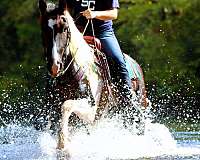 tobiano-see-pics-horse