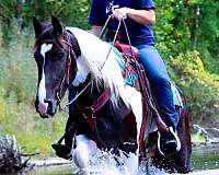 family-friesian-horse