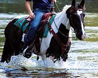 husband-safe-friesian-horse