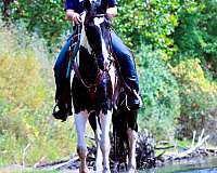 all-around-friesian-horse