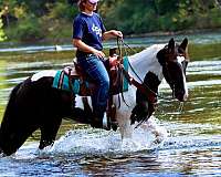 gentle-friesian-horse