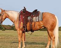 athletic-quarter-horse