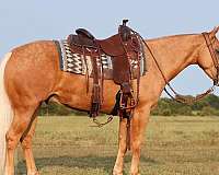 calf-roping-quarter-horse