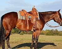 athletic-quarter-horse