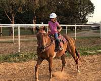 daughter-quarter-horse