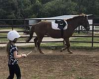 equitation-quarter-horse