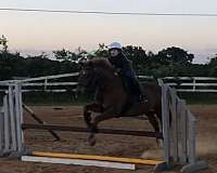 four-year-old-quarter-horse