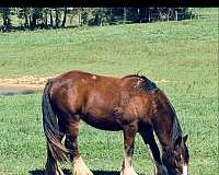 reasonable-offers-gypsy-vanner-horse