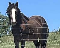 gypsy-vanner-stallion