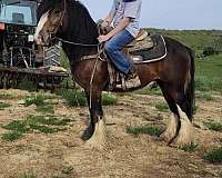 beautiful-stallion-gypsy-vanner-horse