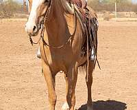 available-quarter-horse