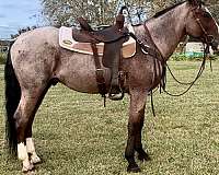 quarter-horse-for-sale