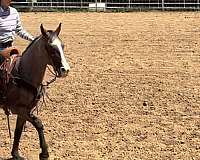 all-around-gelding