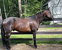 all-around-quarter-horse