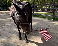 western-riding-quarter-horse