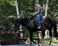 trail-riding-quarter-horse