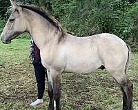 has-markings-of-a-grulla-horse