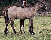 dark-patch-over-his-withers-horse