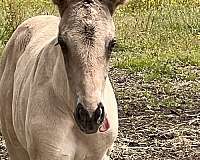 dark-dorsal-stripe-from-head-to-tip-of-tail-horse