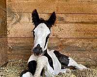 badger-nose-black-white-horse