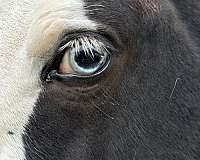 tobiano-badger-nose-black-white-horse