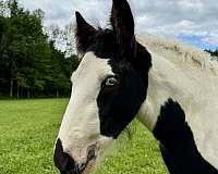 childrens-prospect-gypsy-vanner-horse