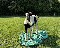 quiet-gypsy-vanner-horse