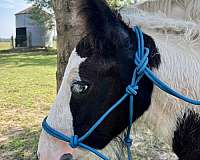 calm-gypsy-vanner-horse