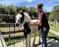 registered-gypsy-vanner-horse