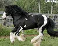 purebred-gypsy-vanner-horse