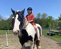 driving-gypsy-vanner-horse