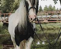 trail-gypsy-vanner-horse