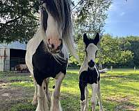 natural-horsemanship-gypsy-vanner-horse