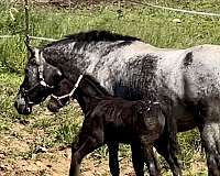 appaloosa-cross-colt