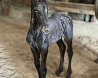 friesian-cross-horse