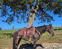 quarter-horse-for-sale