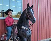 15-hand-quarter-horse-mare