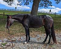 bay-roan-quarter-horse-mare