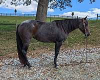 15-hand-bay-roan-horse