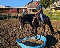 15-hand-quarter-horse