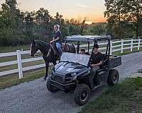 bay-roan-quarter-horse