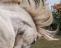 western-riding-friesian-percheron-horse