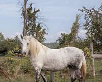 friesian-horse