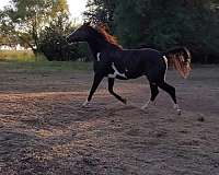 dna-tested-paint-horse