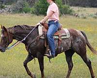 barrel-racing-quarter-horse